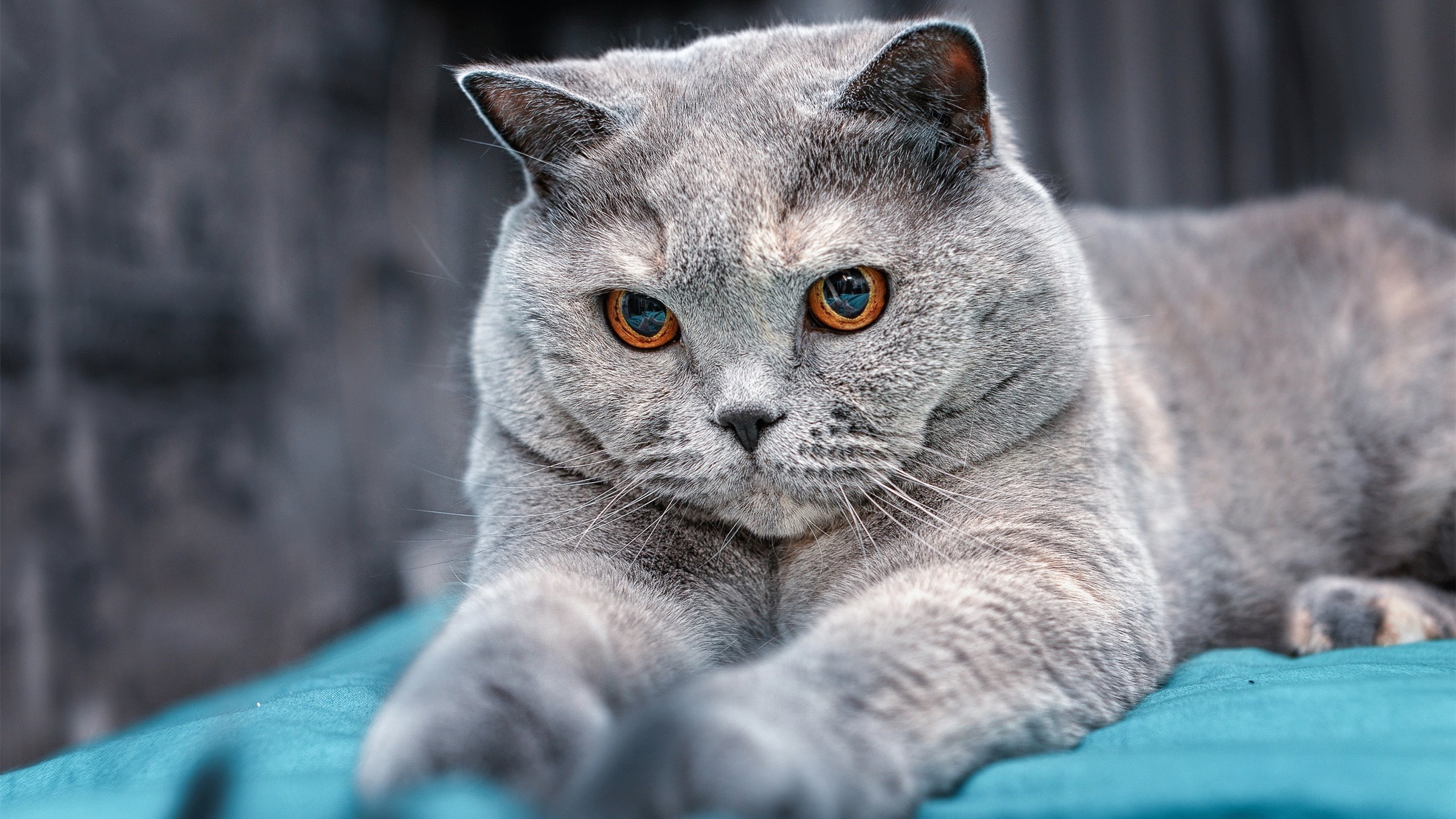 KAIYUN 中国大陆-中国篮球产业链持续升级，体育经济新引擎，我国篮球产业发展现状