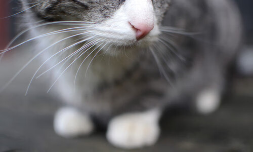 开云kaiyun-中国足球协会宣布改革措施,振兴联赛生态,中国足球协会调整改革方案