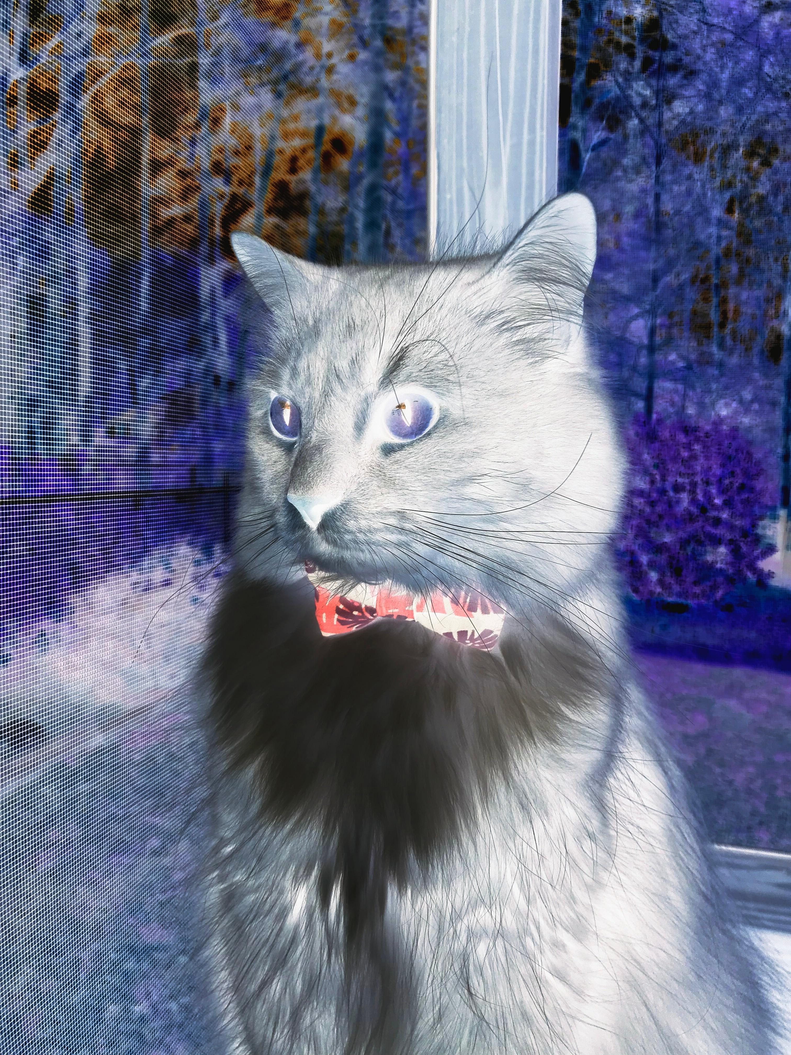 kaiyun官方网站-伊朗队在巴黎奥运会比赛中多次通过二次进攻得分，伊朗奥运会拿过金牌吗