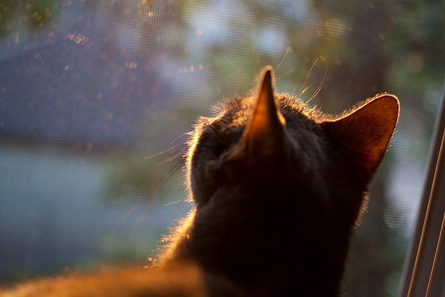 开云官方网页登录-国际台球赛冠军争夺战白热化，台球世界冠军白鸽