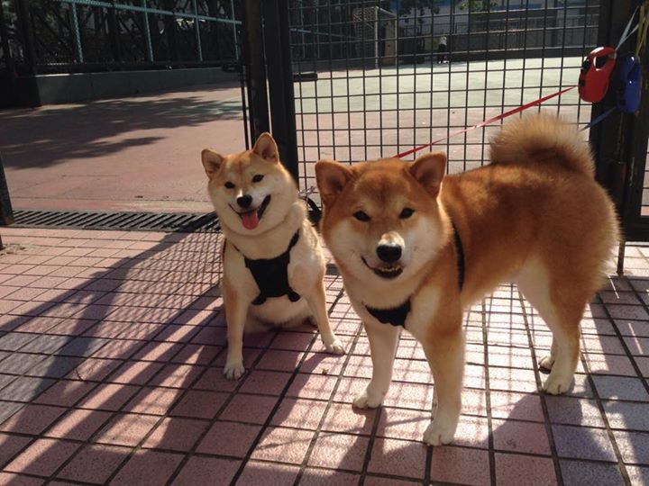 kaiyun.com-布鲁诺·卡博克洛在巴黎奥运会小组赛中展现全面技术，布鲁诺-卡波科洛