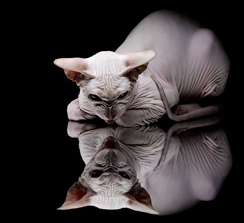 KAIYUN 中国大陆-灰熊签下塞尔维亚外线射手,计划增加空间打法,hunter塞尔维亚