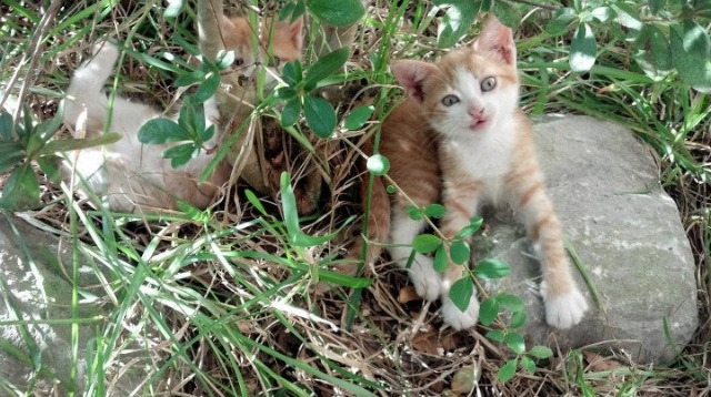 开云入口-篮球运动装备国产品牌市场份额提升，篮球器材品牌