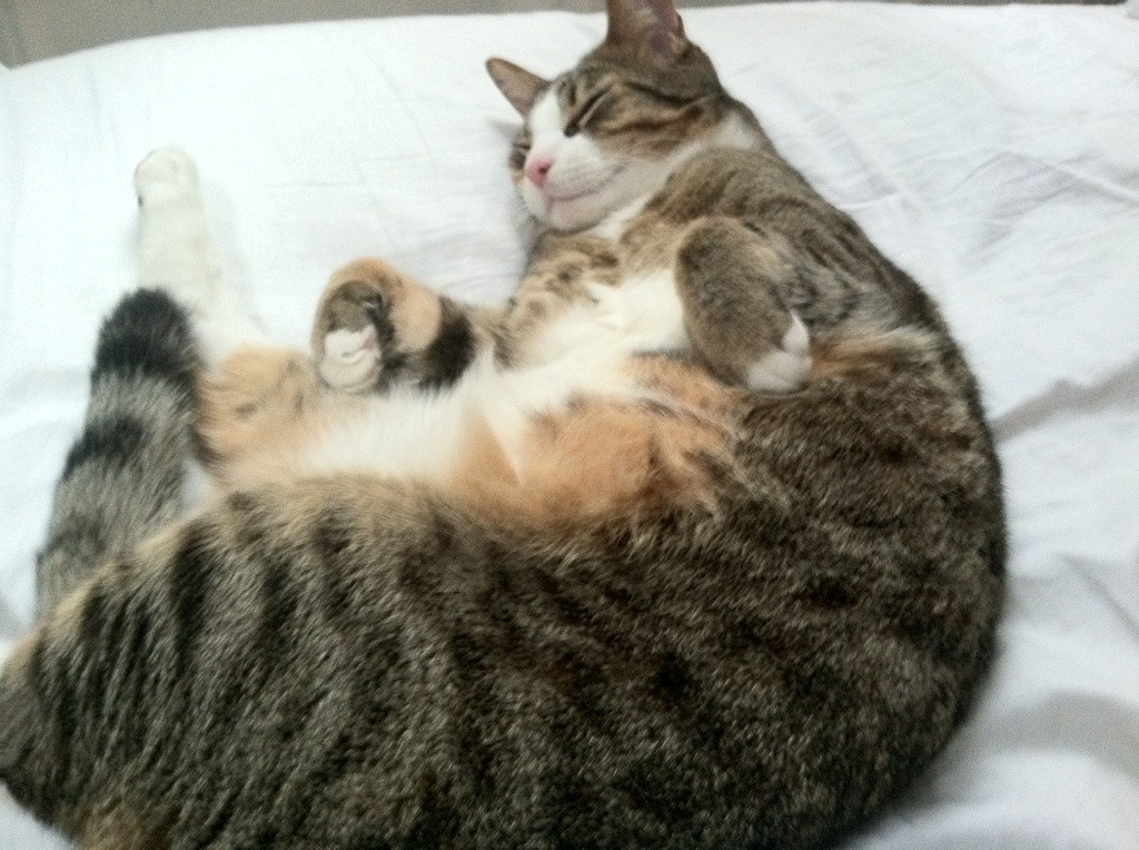 开云kaiyun-训练营揭秘:青训体系培养未来巨星,青训营百度百科