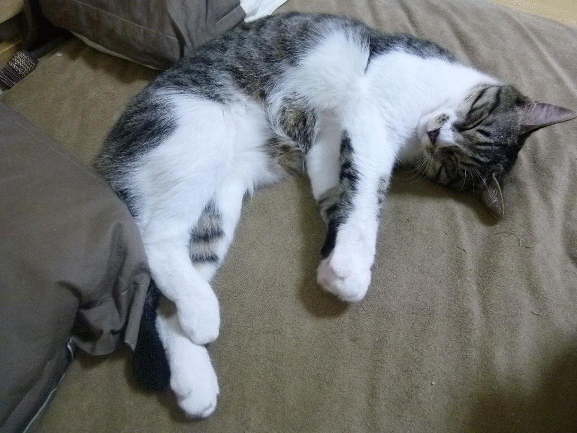 kaiyun体育综合-青少年篮球“名师”工程启动,推动行业专业化发展,青少年篮球课程介绍