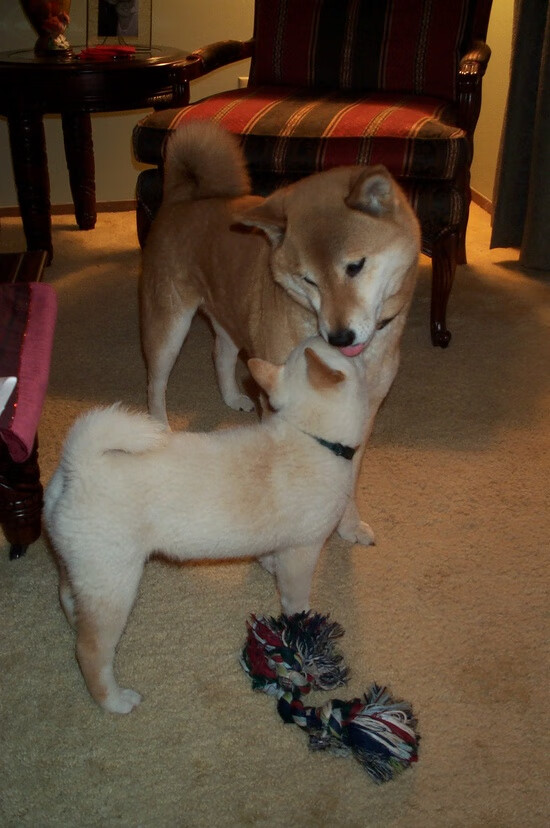 kaiyun中国官方网站-彼得堡联进攻效率回升，波什军团盼冲击季后赛，彼得堡事件