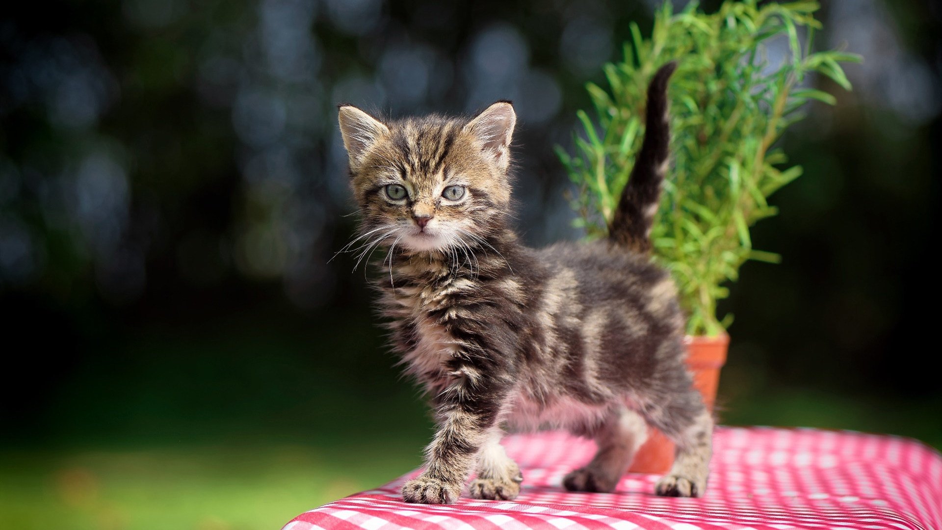 开云中国-爱尔兰国家队备战信心十足，欧锦赛备战如火如荼，爱尔兰欧洲杯名单