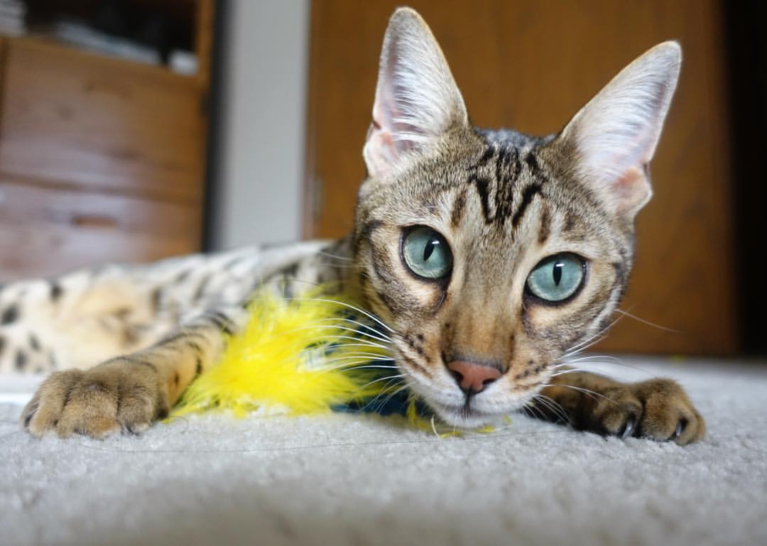 kaiyun登录入口-热血对抗:湖北篮球队斩获宝贵胜利,湖北篮球队队员名单