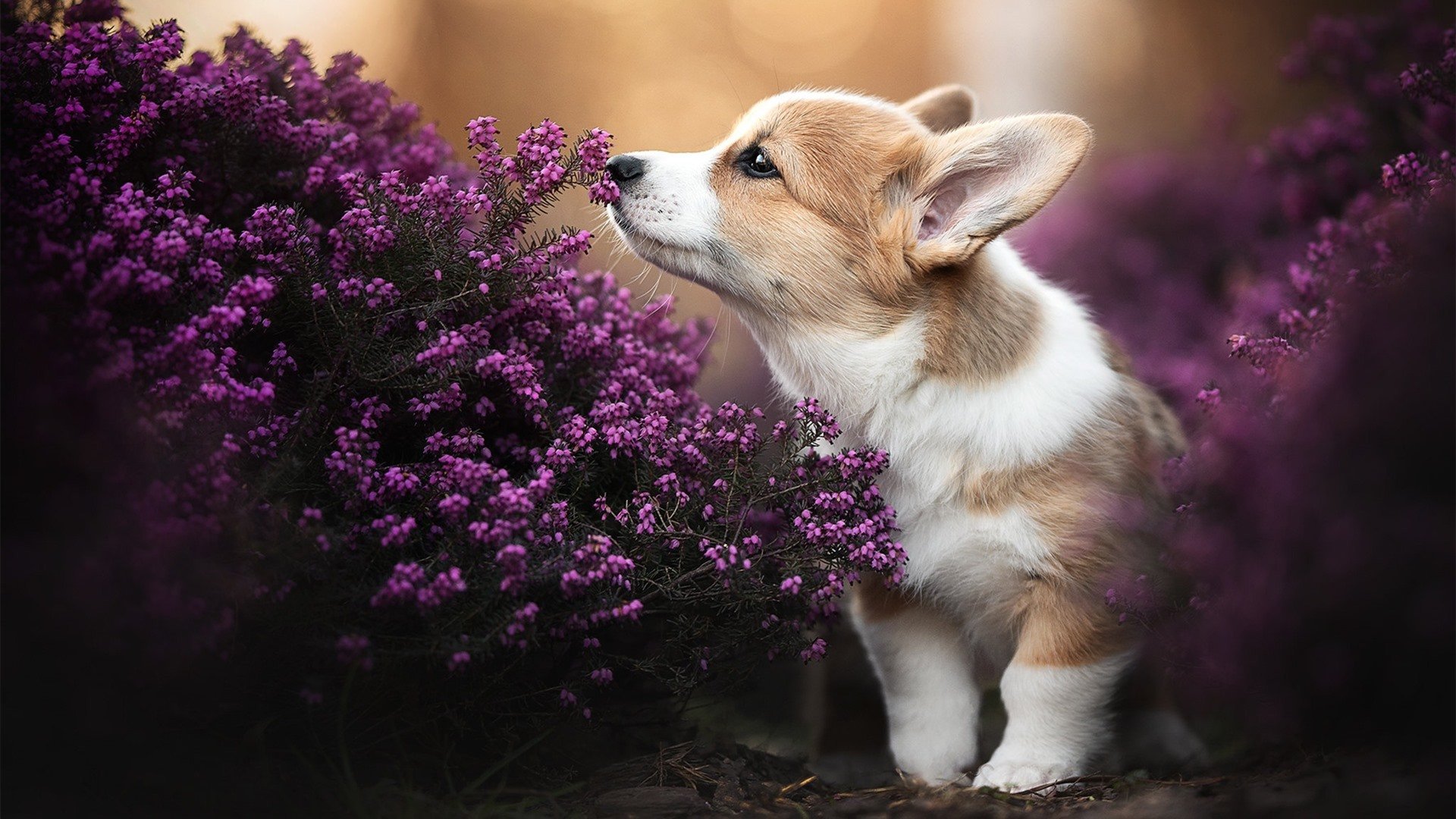 开云·体育官网APP下载-纽卡斯尔联反击锐利,喜鹊军团继续冲击前四,纽卡斯尔联队简介