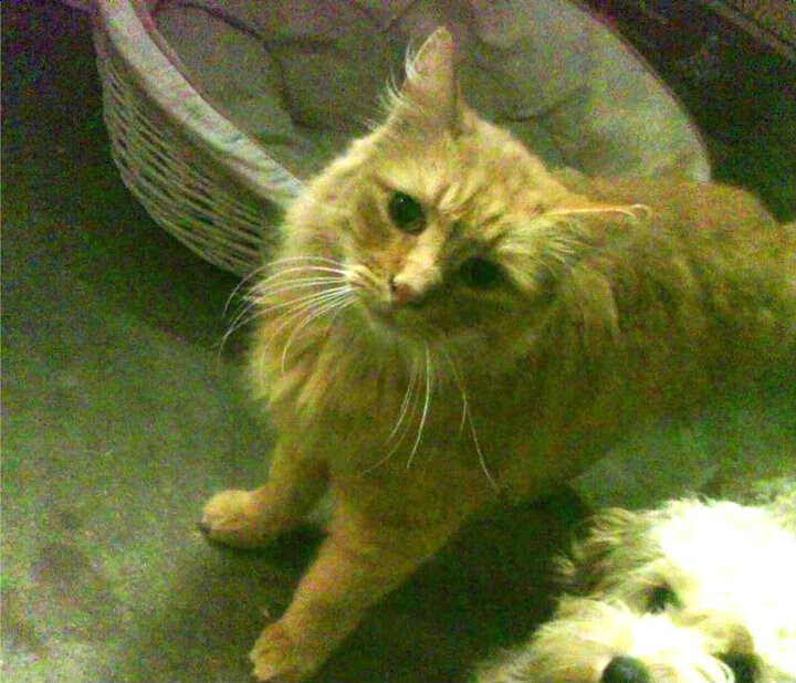 开云官方网站-那不勒斯新援表现出色，那不勒斯新援表现出色的球员