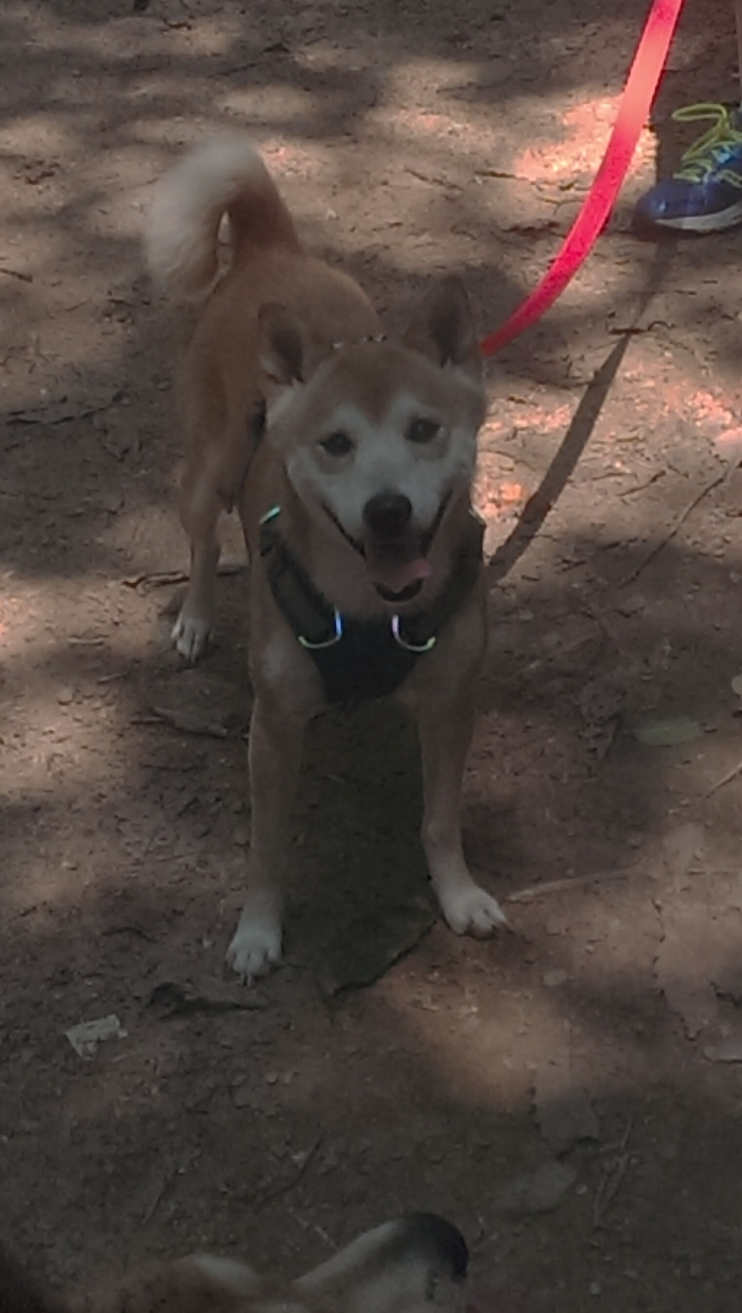 CBA自由市场热闹球队补强内外线激烈争夺，cba 自由球员